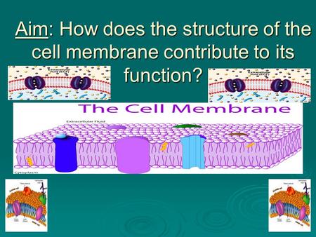 1. What is the function of the structure below?