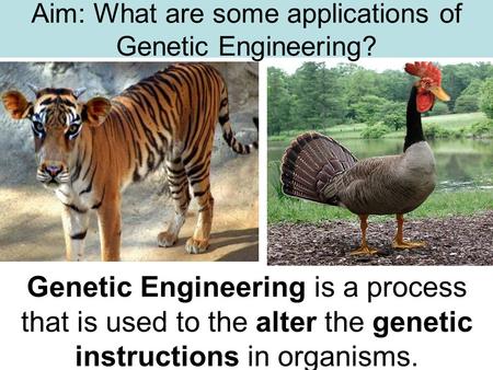 Aim: What are some applications of Genetic Engineering? Genetic Engineering is a process that is used to the alter the genetic instructions in organisms.