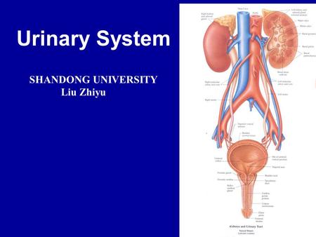 Urinary System SHANDONG UNIVERSITY Liu Zhiyu. Kidney Ureter Bladder Urethra.