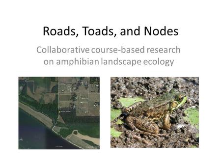 Roads, Toads, and Nodes Collaborative course-based research on amphibian landscape ecology.