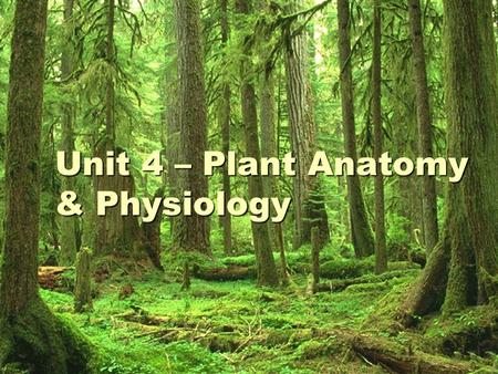 Unit 4 – Plant Anatomy & Physiology. The 5 Kingdoms: The 5 Kingdoms MoneraProtistaFungiAnimaliaPlantae.