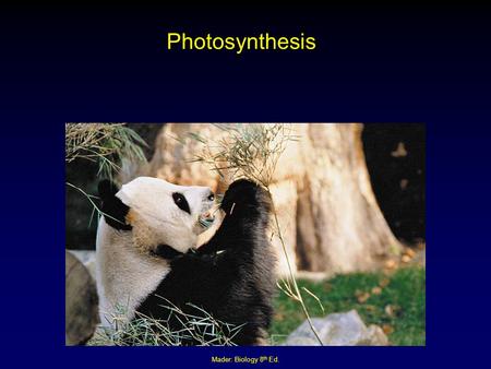 Mader: Biology 8 th Ed. Photosynthesis. Mader: Biology 8 th Ed. PHOTOSYNTHESIS 1. WHAT ARE SOME PROPERTIES OF SUNLIGHT THAT ARE RELATED TO PHOTOSYNTHESIS?