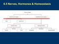 K 6.5 Nerves, Hormones & Homeostasis. Central Nervous System (CNS) – brain & spinal cord Coordinate incoming/outgoing information Peripheral Nervous system.