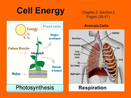 Cell Energy Respiration Chapter 2, Section 2 Pages (38-41)