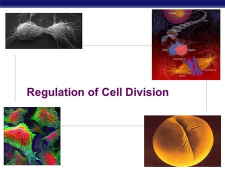 AP Biology 2008-2009 Regulation of Cell Division.