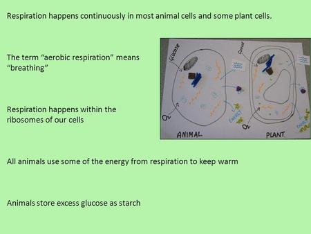 Respiration happens continuously in most animal cells and some plant cells. The term “aerobic respiration” means “breathing” Respiration happens within.