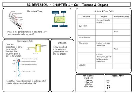 KEY WORDS: Gland cells Nucleus Algal cell Cellulose Chloroplast ASSESSMENT: Animal & Plant Cells B2 REVISION – CHAPTER 1 – Cell, Tissues & Organs StructurePurposePlant/Animal/Both.