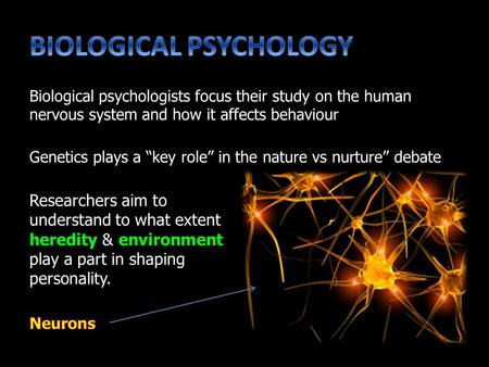 Genetics plays a “key role” in the nature vs nurture” debate Biological psychologists focus their study on the human nervous system and how it affects.