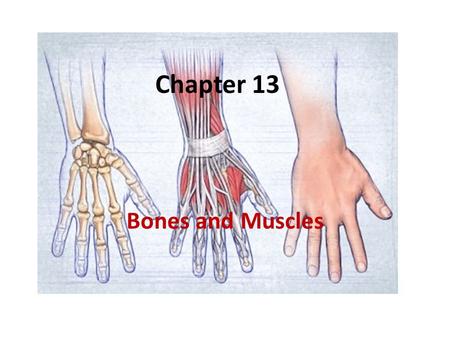 Chapter 13 Bones and Muscles. Big Idea How do the physical principles of forces and machines relate to the functions of your muscles and skeleton?