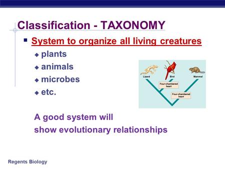 Regents Biology Classification - TAXONOMY  System to organize all living creatures  plants  animals  microbes  etc. A good system will show evolutionary.