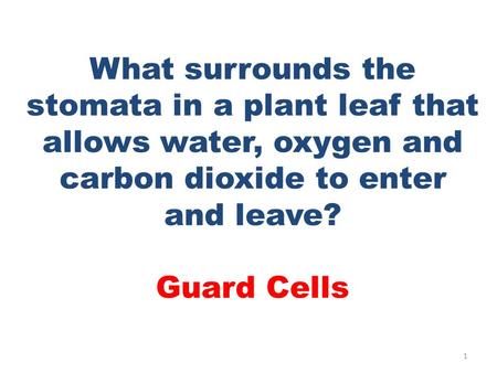 What surrounds the stomata in a plant leaf that allows water, oxygen and carbon dioxide to enter and leave? Guard Cells 1.