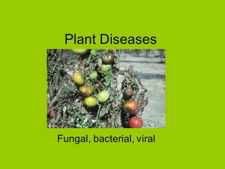 Plant Diseases Fungal, bacterial, viral. Fungi grow best in humid, warm, conditions Fungi cannot make their own food so live on dead or living cells Fungi.