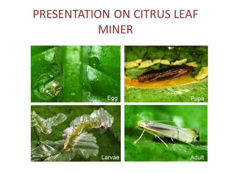 PRESENTATION ON CITRUS LEAF MINER