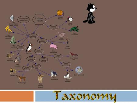 Phylogeny phylogeny: history of the evolution of organisms