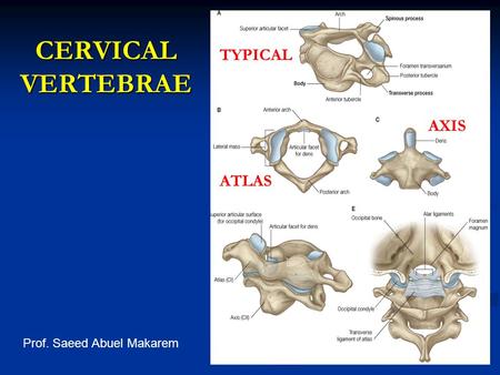 CERVICAL VERTEBRAE TYPICAL AXIS ATLAS Prof. Saeed Abuel Makarem.