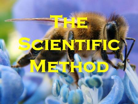 The Scientific Method. Recipe for Bees About 2000 years ago, a roman poet wrote these directions for producing bees: 1.Kill a bull during the first thaw.