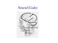 Neural Codes. Neuronal codes Spiking models: Hodgkin Huxley Model (brief repetition) Reduction of the HH-Model to two dimensions (general) FitzHugh-Nagumo.