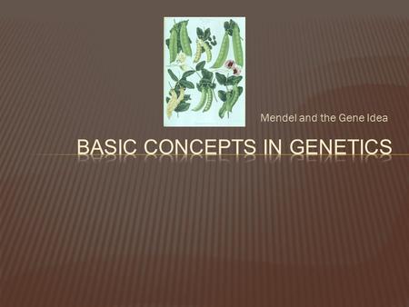 Mendel and the Gene Idea.  To determine the chances of inheriting a given trait, scientists use Punnett squares and symbols to represent the genes. 