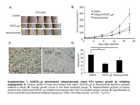 Control VEGF 165 b bevacizumab PC3 cells Saline VEGF 165 b A. B. C.D. 0 5 10 15 20 25 30 SalineVEGF 165 b Bevacizumab Vessels/mm -2 ** * Supplementary.