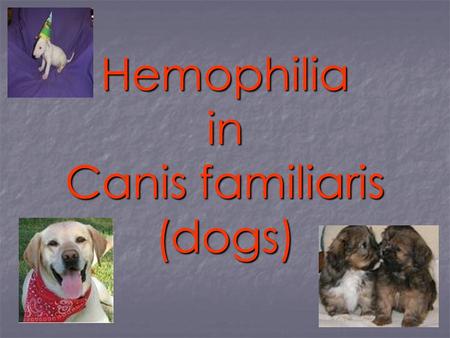 Hemophilia in Canis familiaris (dogs). General information MIM number: 306900 MIM number: 306900 MIA number: 000438 MIA number: 000438.