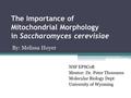 The Importance of Mitochondrial Morphology in Saccharomyces cerevisiae NSF EPSCoR Mentor: Dr. Peter Thorsness Molecular Biology Dept University of Wyoming.