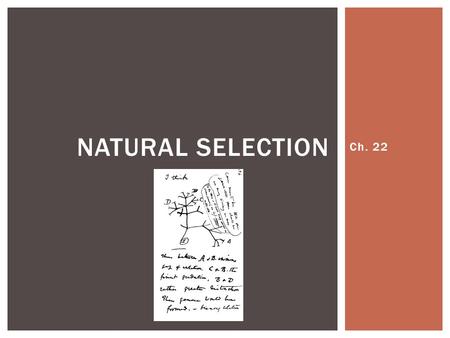 Ch. 22 NATURAL SELECTION. SPECIES CHANGES OVER TIME.