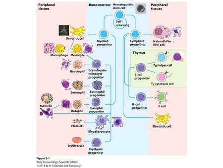 Hematopoetic Stem Cells Rare: 1 in 10-50,000 cells in marrow; 1 in 100,000 in blood Relatively-rich in umbilical cord blood. Useful for stem cell.