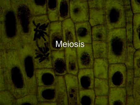 Meiosis. Definition Cell division producing gametes (sex cells) 2 sets of divisions to produce 4 cells with half the number of chromosomes as the parent.