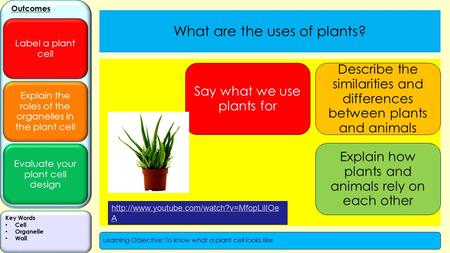 Explain the roles of the organelles in the plant cell Evaluate your plant cell design Outcomes Label a plant cell Key Words Cell Organelle Wall Learning.