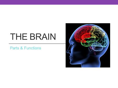 The Brain Parts & Functions.