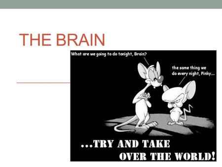 THE BRAIN. The Three Parts Hindbrain: located at the rear-base of the skull, controls basic processes of life Breathing, heartbeat  Medulla Balance,