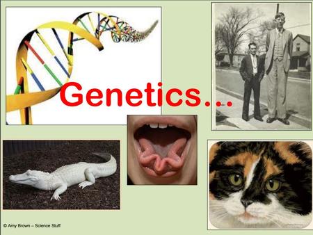 Chromosome: a long chain of genes Genes and Chromosomes Write these down p. 74 Chromosomes are found in the nucleus of a cell. Chromosome: a long.