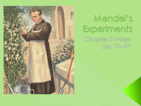  Gregor Mendel was a priest from the mid 19 th century who conducted experiments with pea plants in his garden.