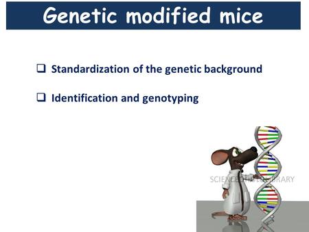 Genetic modified mice  Standardization of the genetic background  Identification and genotyping.