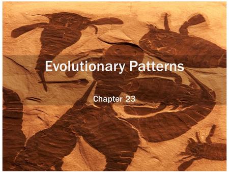 Evolutionary Patterns Chapter 23. PHYLOGENY 23.1 A phylogenetic tree is a reasoned hypothesis of the evolutionary relationships of organisms. Phylogeny: