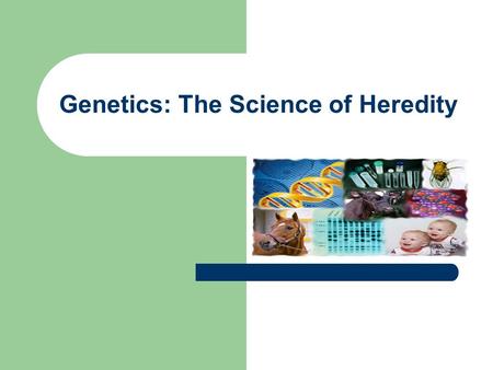 Genetics: The Science of Heredity. Genetics Vocabulary Heredity- the passing of physical characteristics from parent to offspring through joining of sex.