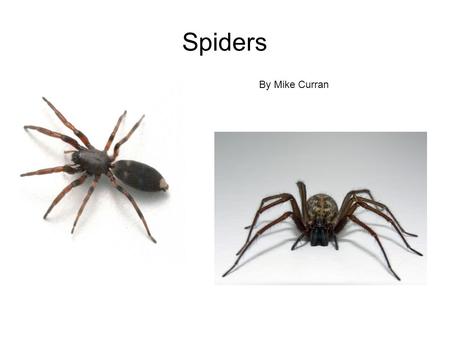 Spiders By Mike Curran. If you think spiders are gross and scary your way wrong. I find them really interesting. So check out this.