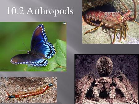 10.2 Arthropods. POINT > Describe characteristics of arthropods POINT > Define exoskeleton and molting POINT > Identify the 4 largest groups of arthropods.