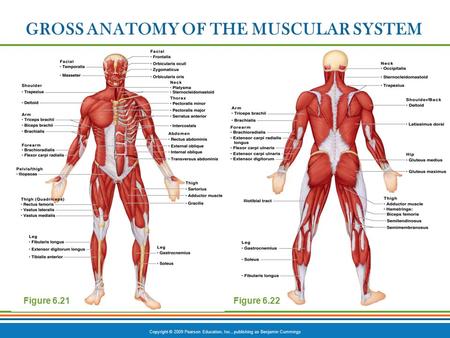 GROSS ANATOMY OF THE MUSCULAR SYSTEM