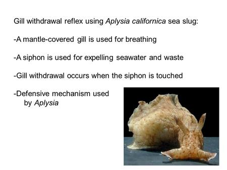 Gill withdrawal reflex using Aplysia californica sea slug: