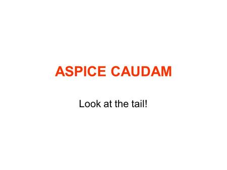 ASPICE CAUDAM Look at the tail!. BASIC ENDINGS - t (he/she/it) + verb - nt(they) + verb - amobject (or `I’ on verb) - emobject (or `I’ on verb) - umobject.