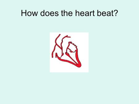 How does the heart beat?. The heart beat is MYOGENIC i.e. the electrical signals needed to make the muscles contract originate in the muscle itself (rather.