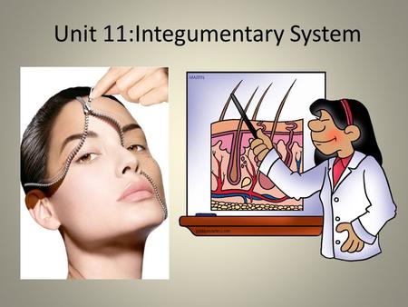 Unit 11:Integumentary System. Stem Cell Treatment for Burn Victims.