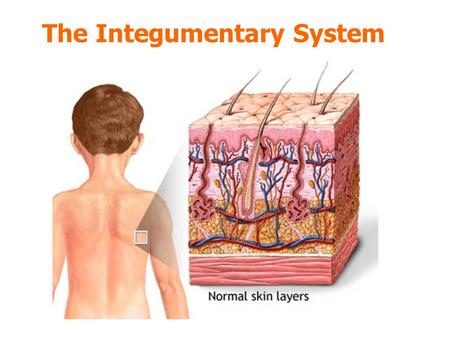 The Integumentary System