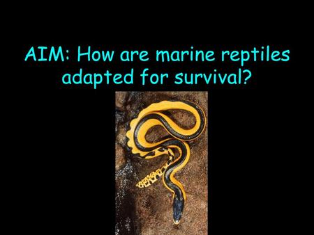 AIM: How are marine reptiles adapted for survival?