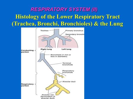 Histology of the Lower Respiratory Tract