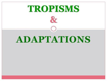 ADAPTATIONS TROPISMS &. A TROPISM IS A PLANT’S DIRECTED GROWTH TOWARDS OR AWAY FROM A STIMULUS. Tropisms.