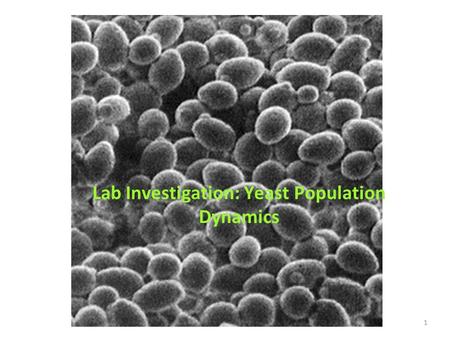 Lab Investigation: Yeast Population Dynamics
