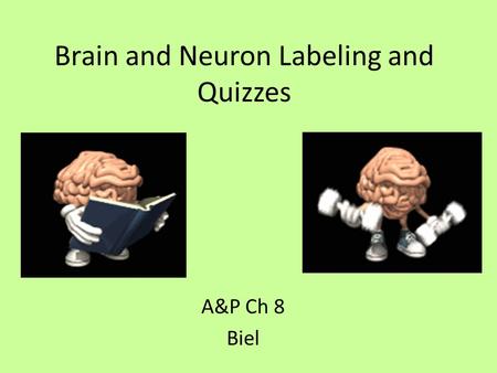 Brain and Neuron Labeling and Quizzes A&P Ch 8 Biel.