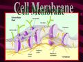 1. 2 CELL MEMBRANE  holds the cell together  keeps all of the pieces (like the organelles and the cytoplasm) inside the cell  controls what goes in.